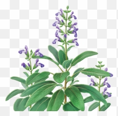 Catnip Drawing Skullcap Herb - Sage Tea Png,Sage Png
