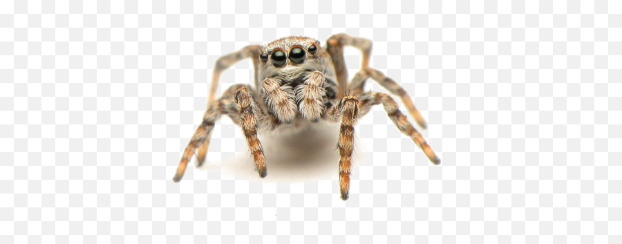 Jumping Spider Png Pic - Transparent Background Jumping Spider Transparent,Spider Png