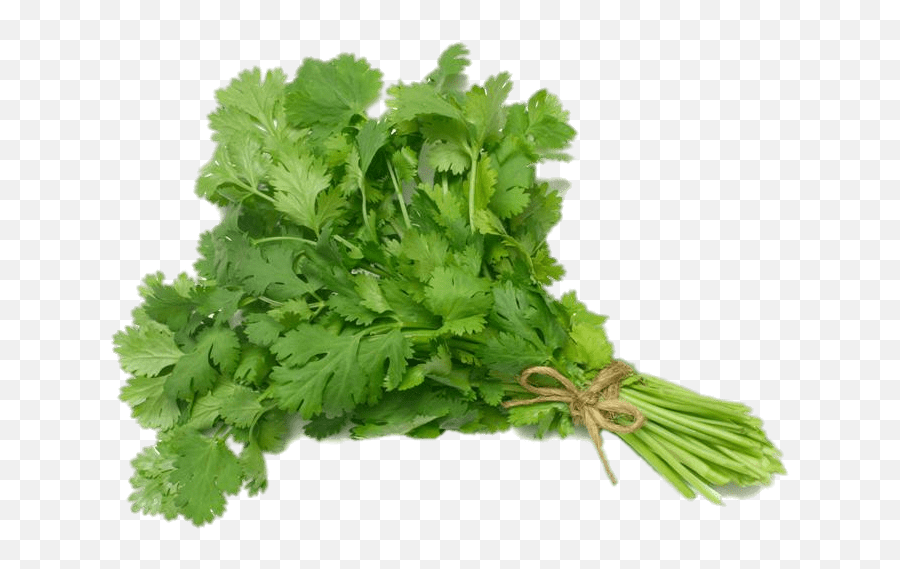 Slo Png Cilantro