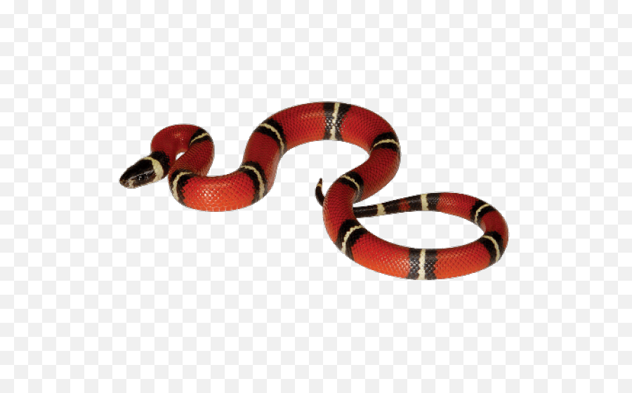 King Snake Transparent U0026 Png Clipart Free Download - Ywd Red Snake Transparent Png,Snake Transparent Background