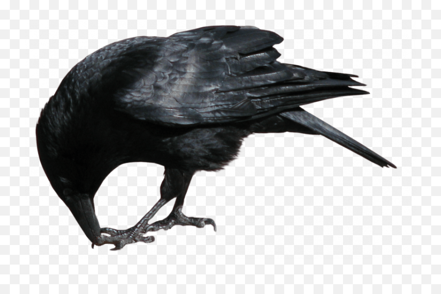 Crow Png - Crow Stock Image Transparent,Crow Transparent Background