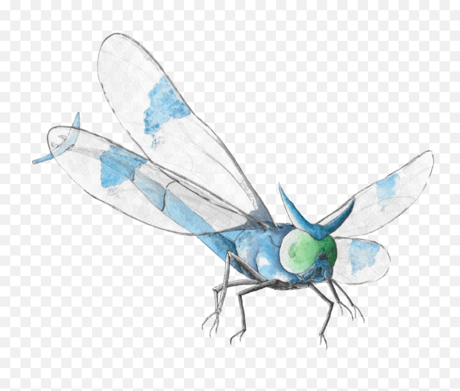 Svg Transparent Download Dragonflies Drawing Realistic - Dragonfly Png,Dragonfly Transparent Background