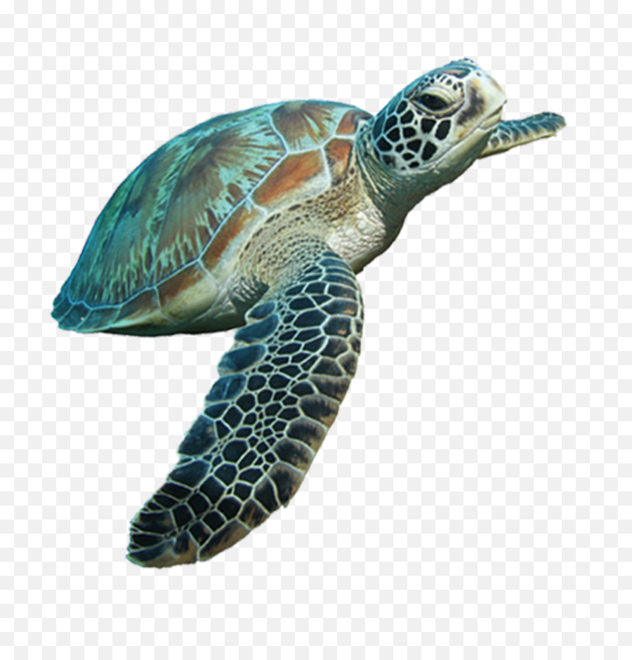 Turtle Cartoon Tortoise Clip Art - Sea Turtle Png Full Sea Turtle Png,Tortoise Png