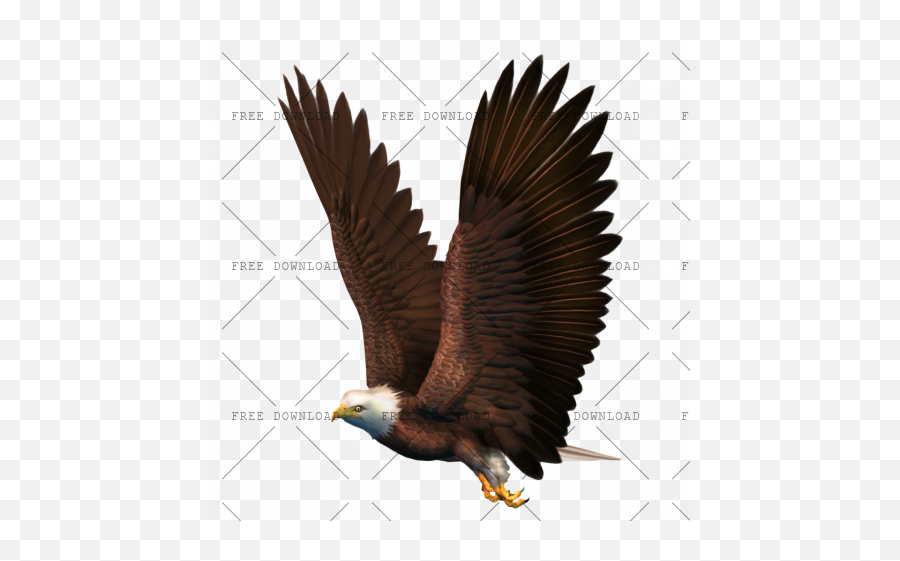 Eagle Hawk Kite Bird Png Image With Transparent Background Bald