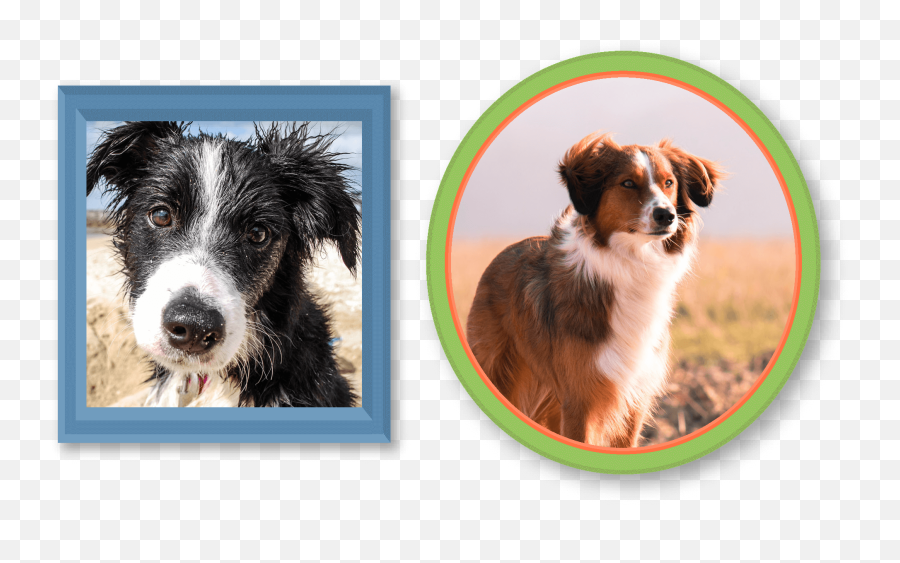 History Of Pets - Border Collies Montego Dog Png,Border Collie Png