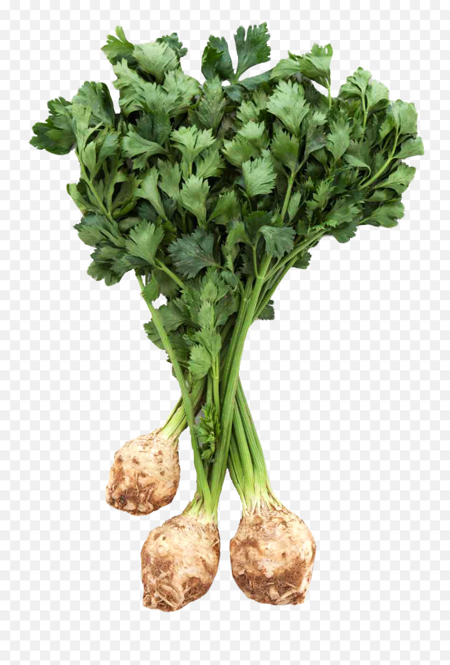 Download Fresh Celery Root With Leaves Png Image For Free - Celery Root Png,Knob Png