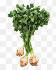 Download Fresh Celery Root With Leaves Png Image For Free - Celery Root Png,Knob Png