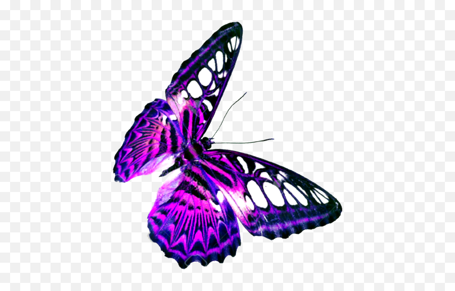 Contact - Butterfly Png,Butterfly Transparent Background