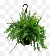 Boston Fern Hanging Basket - Helecho Precio Png,Ferns Png