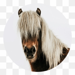 Pitbull Head Png - Step Craniosacral Therapy Horse Sacrum For Horses
