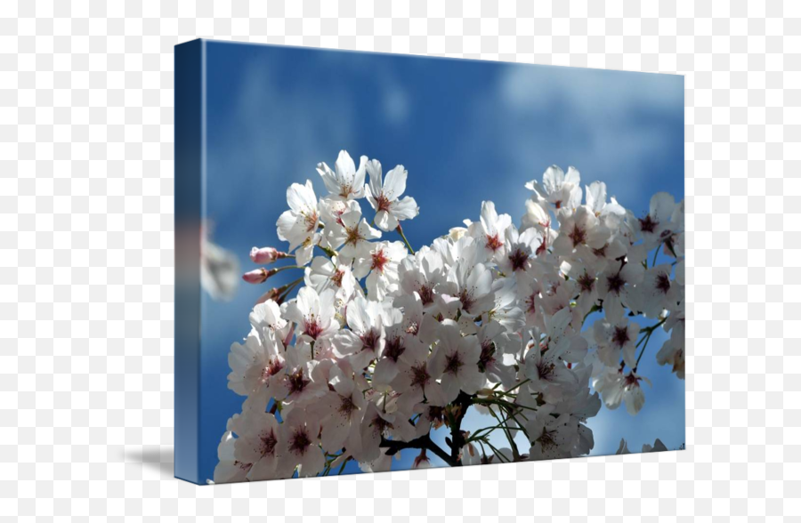 Cherry Blossom Sky By Lorrie Morrison - Cherry Blossom Png,Cherry Blossom Petals Png