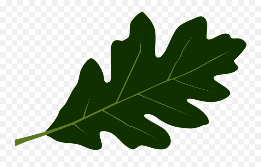 Oak Leaf - Leaf Png,Oak Leaf Png