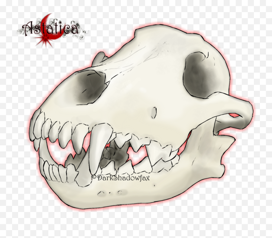 Snout Jaw Mouth Skull Cartoon - Mandíbula De Um Lobo Png,Wolf Skull Png