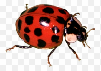 Bugs World Transparent Png Clipart