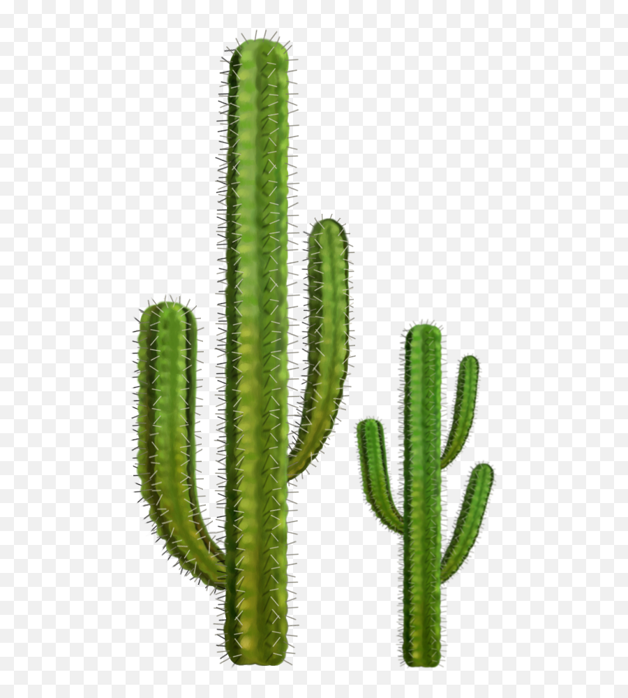 Cacti Png 1 Image - Transparent Background Cactus Png,Cacti Png