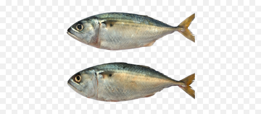 Fish Stingray Thirandi 1kg Cleaned 750 Gms U2013 Kissan Mithra - Kerala Ayala Fish Png,Footjoy Icon Stingray