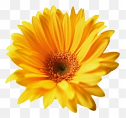 Gerbera Daisy Transparent File Png - Gerber Daisy Transparent Background,Daisy Transparent Background