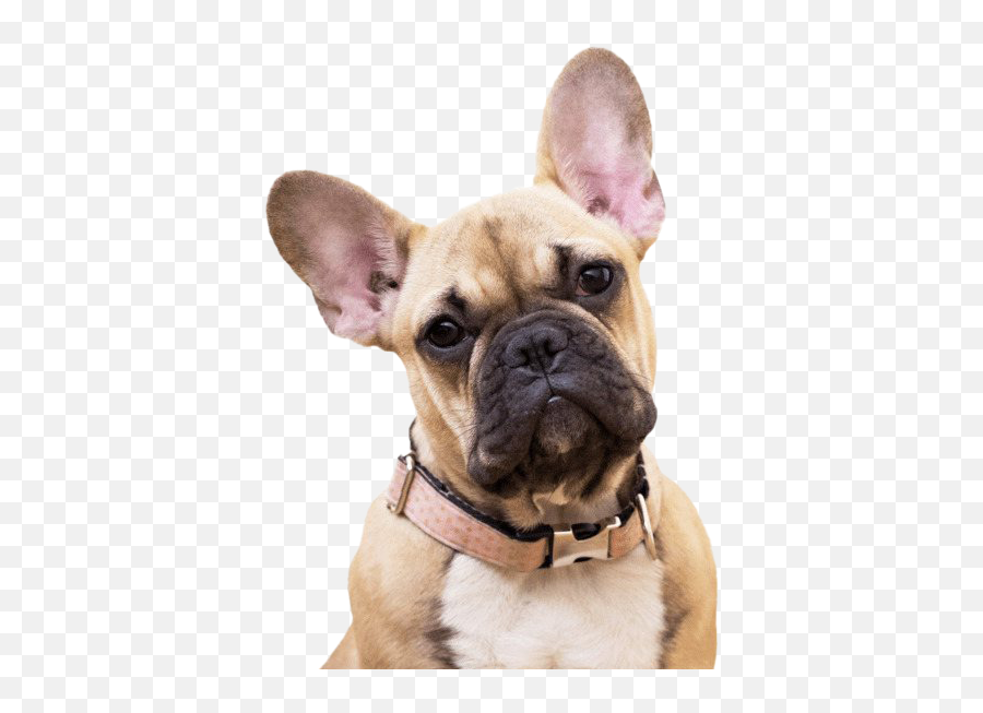 French Bulldog Png Transparent Images - Frenchie Vs Boston Terrier,Bulldog Transparent Background