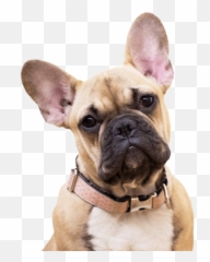 French Bulldog Png Transparent Images - Frenchie Vs Boston Terrier