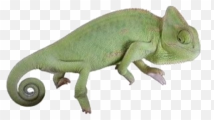 Filler - Niche Meme Png Fillers,Iguana Png