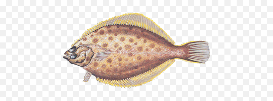 Download Yellowtail Flounder Png Image With No Background - Sole,Flounder Png