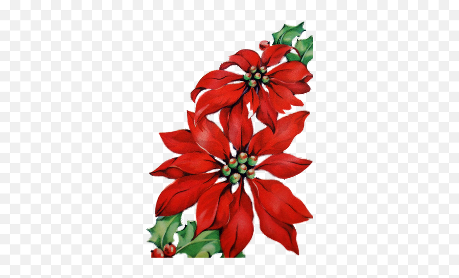 Christmas Card Art - Christmas Flower Paint Png,Poinsettia Png