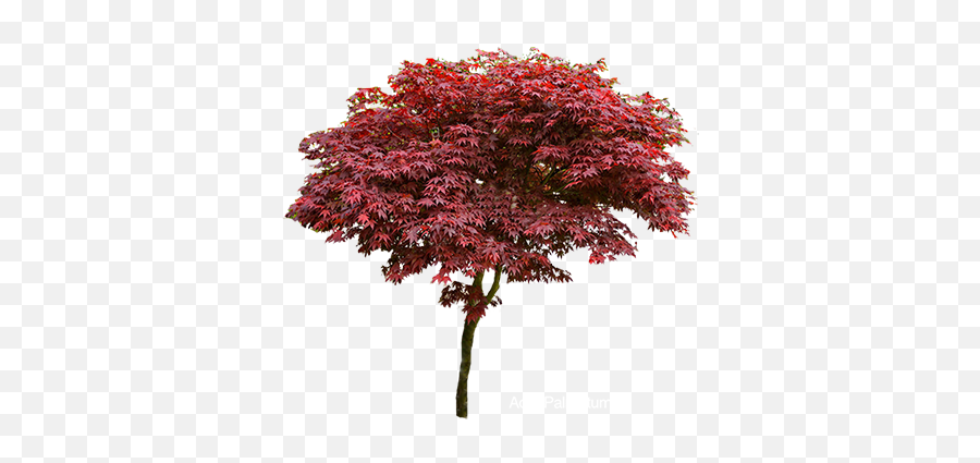 Maple Trees U2013 Garden Plants Online - New Mexico Maple Png,Japanese Maple Png