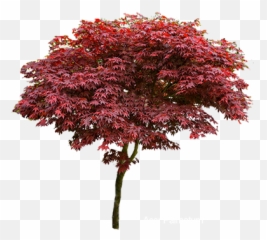 Maple Trees U2013 Garden Plants Online - New Mexico png