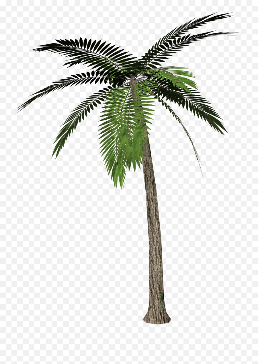 Palm Tree Png Images Download Free - Palm Tree Transparent Background,Palm Png