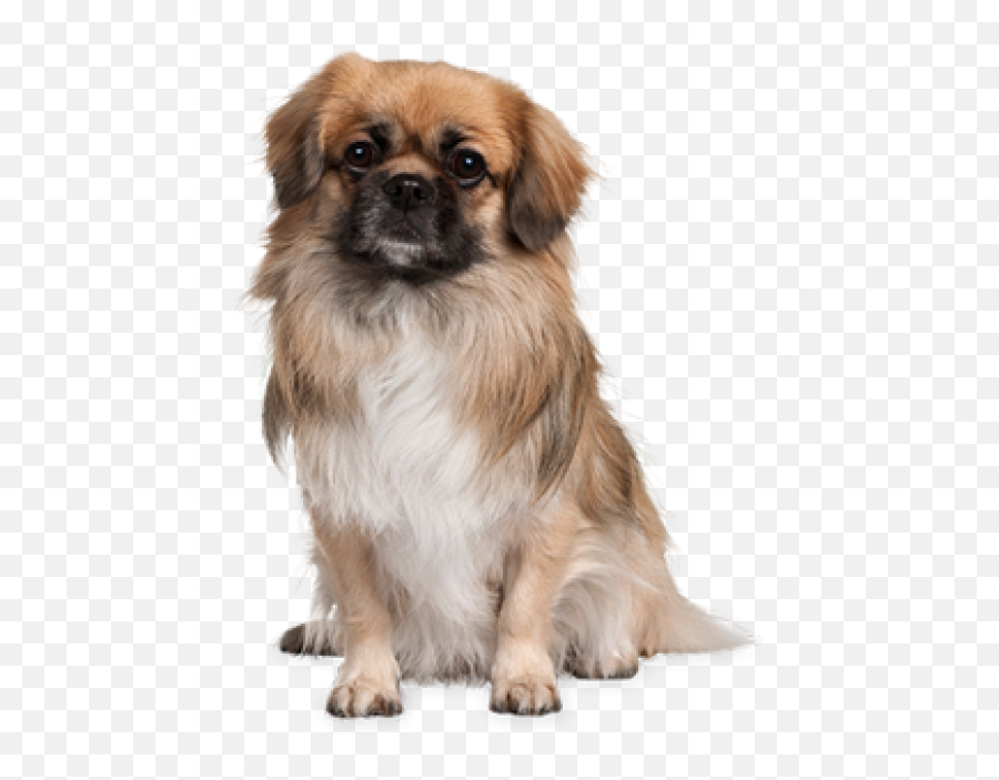 Puppy Dog Png - Tibetan Spaniel,Dog Png