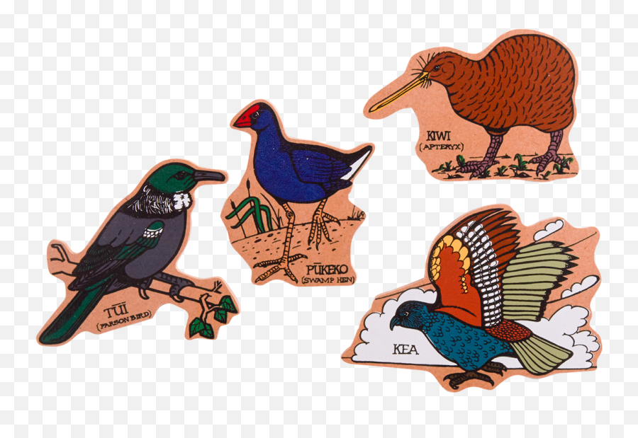 Nz Bird Png 3 Image - Birds Of New Zealand,Kiwi Bird Png