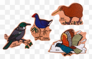 Nz Bird Png 3 Image - Birds Of New Zealand,Kiwi Bird Png