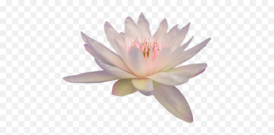 Lily Lotus Transparent U0026 Png Clipart Free Download - Ywd Lotus Flower Png Transparent,Lily Transparent Background