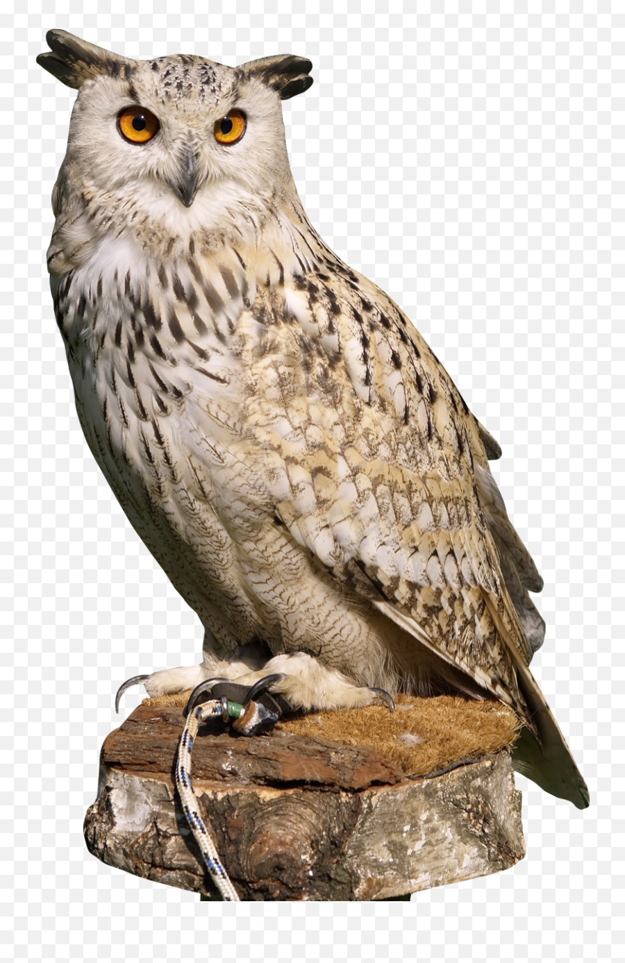Owl Png Transparent Free Images - Owl Png,Owl Transparent Background