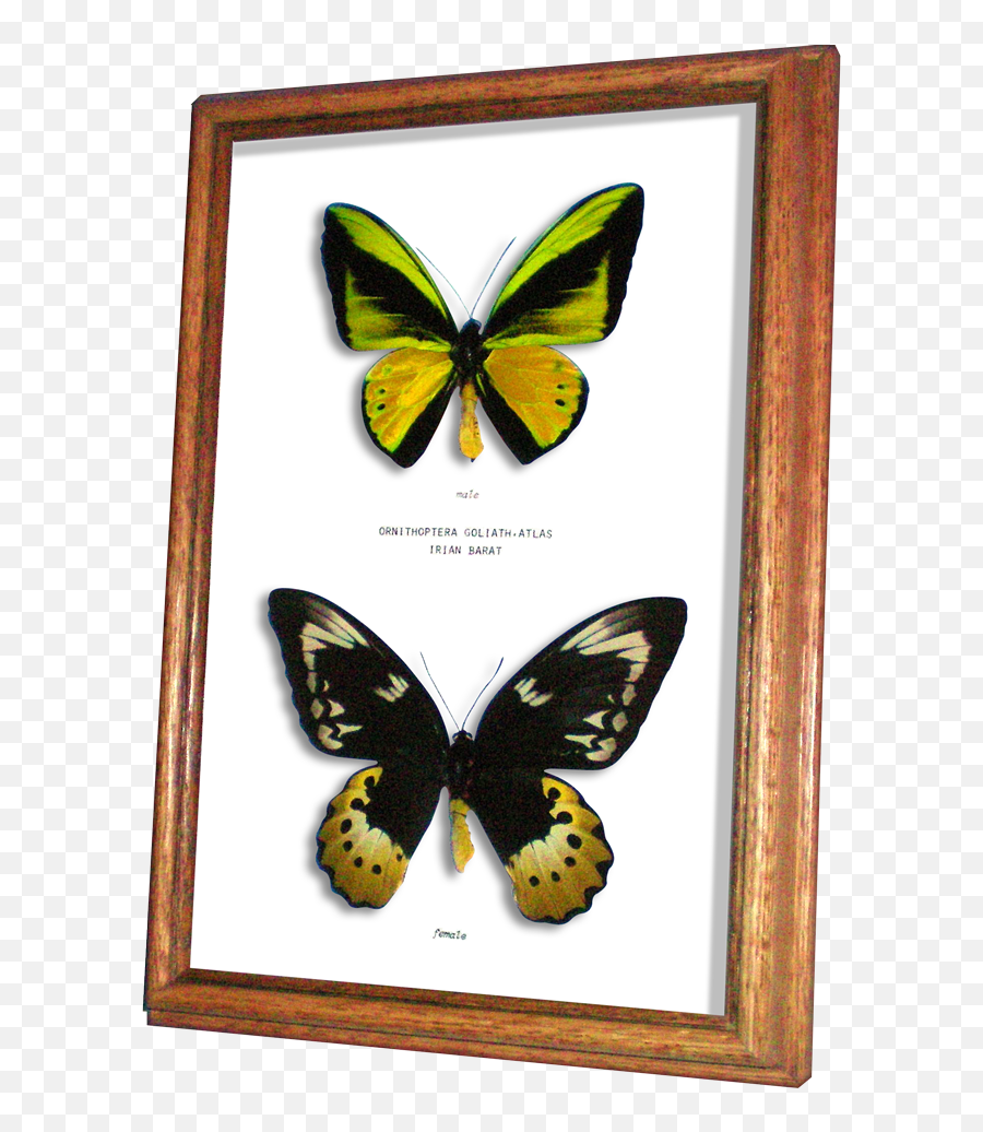 Collectibles Real Framed Butterfly Ornithoptera Goliath - Birdwing Png,Moth Png