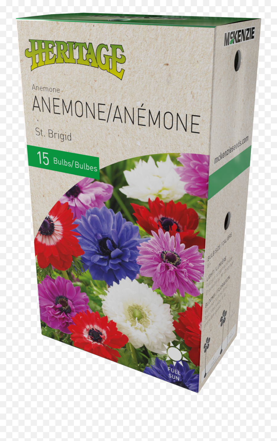 Anemone St Brigid - Gladiolus Png,Anemone Png
