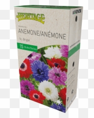 Anemone St Brigid - Gladiolus Png,Anemone Png