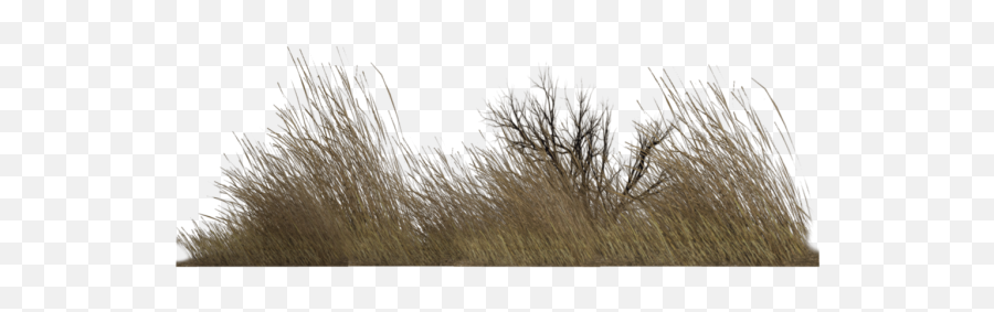 Desert Grass Png Transparent Images - Dead Grass Png,Grass Png Transparent