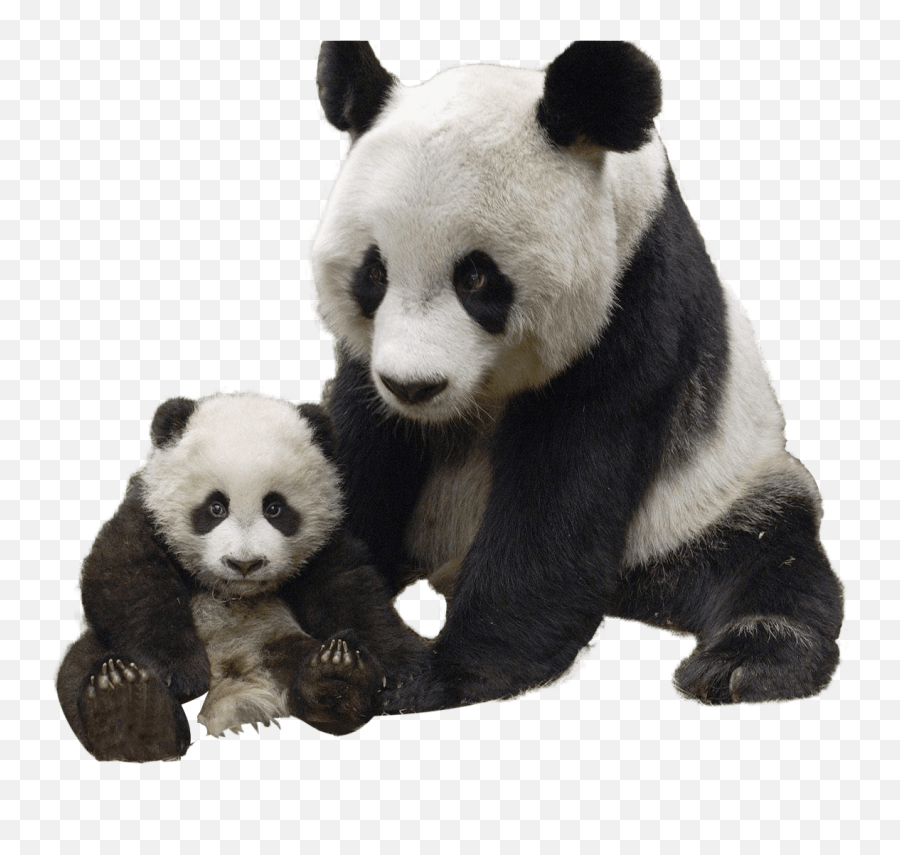 Panda And Baby Transparent Png - Panda Png Real,Baby Transparent