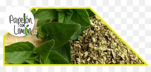 Oregano - Papelónconlimónit Herbs Hair Oil Background Png,Oregano Png