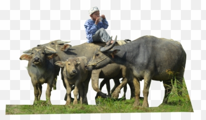 Water Buffalo Png Free Download - Indian Transparent Buffalo Png,Buffalo Png