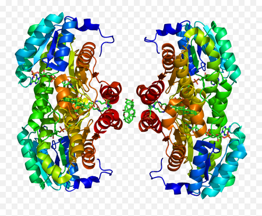 Fileprotein Hsd11b1 Pdb 1xu7 No Fogpng - Wikimedia Commons 11 Beta Hydroxysteroid Dehydrogenase 2,Fog Png