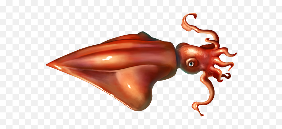 Squid Png - Diamondback Squid Drawing,Squid Png