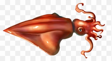 Squid Png - Diamondback Squid Drawing,Squid Png