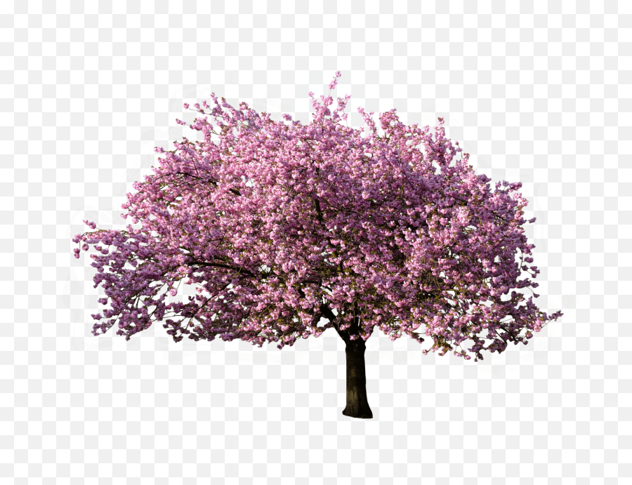 Transparent Background Png - Transparent Background Cherry Blossom Tree Png,Spring Background Png
