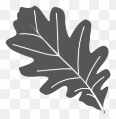 Oak Leaf Line Style - Vector Png