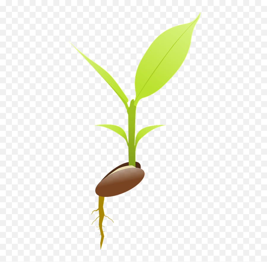 Seed Germinating Clipart - Seed Germination Png,Seedling Png