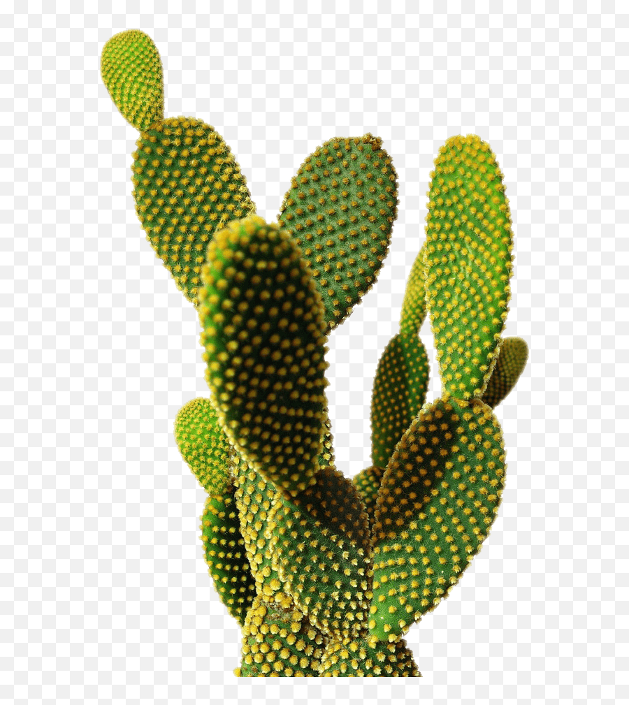 Download Free Png Cactus - Transparent Background Cactus Png,Cacti Png
