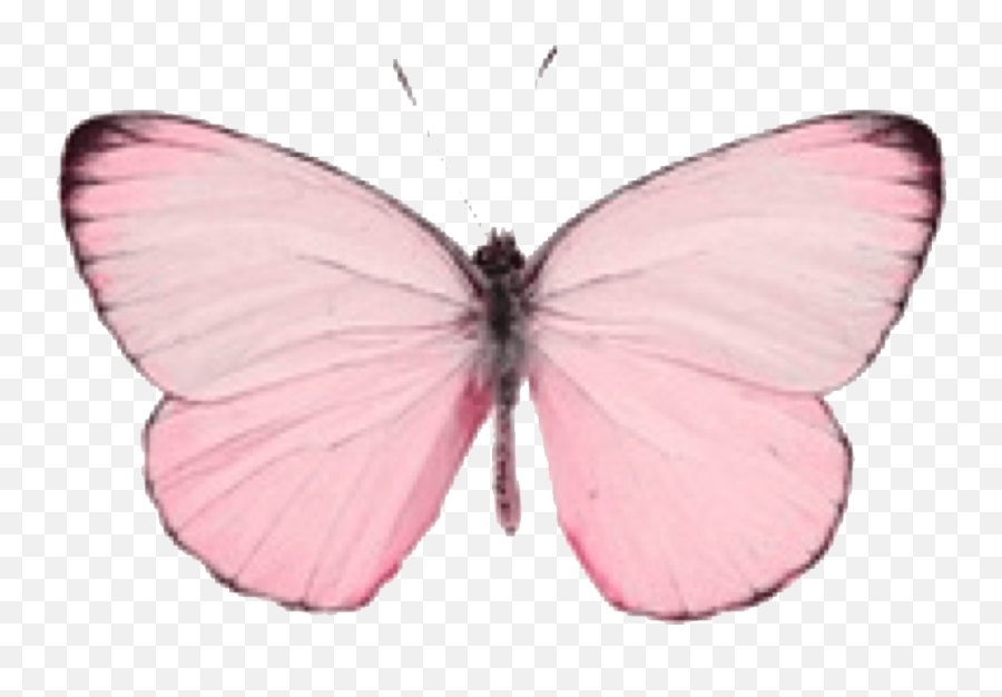 Pink Butterfly Drawing Aesthetic - Stickers De Mariposas Aesthetic Png,Butterfly Icon Image Girly
