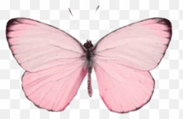 Pink Butterfly Drawing Aesthetic - Stickers De Mariposas png